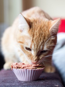 Receta Cupcakes para gatos
