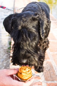 Receta Cupcakes para perros